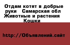 Отдам котят в добрые руки - Самарская обл. Животные и растения » Кошки   